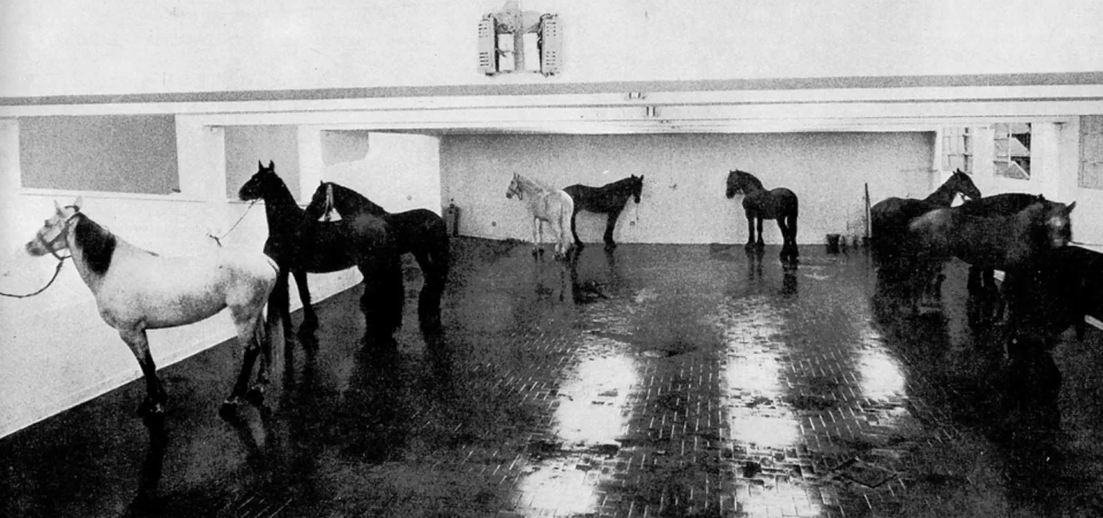 Imagen de la obra 12 caballos